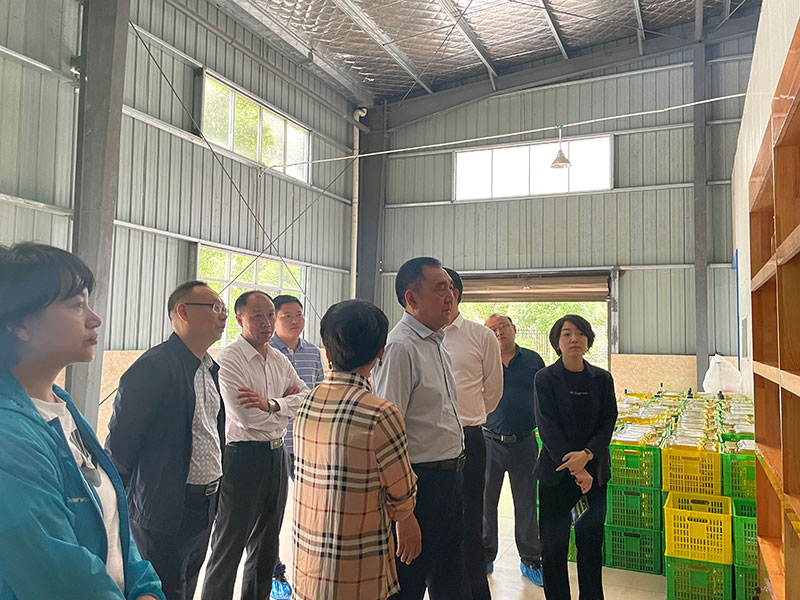 湖北山茶油廠家