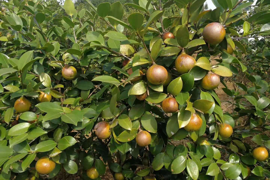 湖北野山茶油 湖北野山茶油