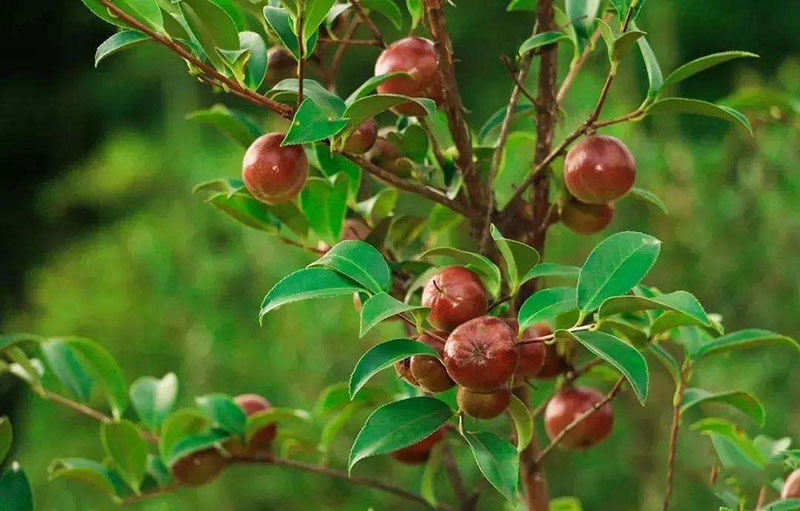 湖北恒貿茶油有限公司 湖北恒貿茶油有限公司