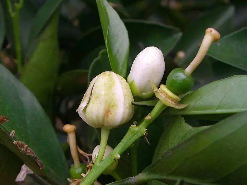 油茶炭疽病發(fā)病部位及防治方法 湖北野山茶油