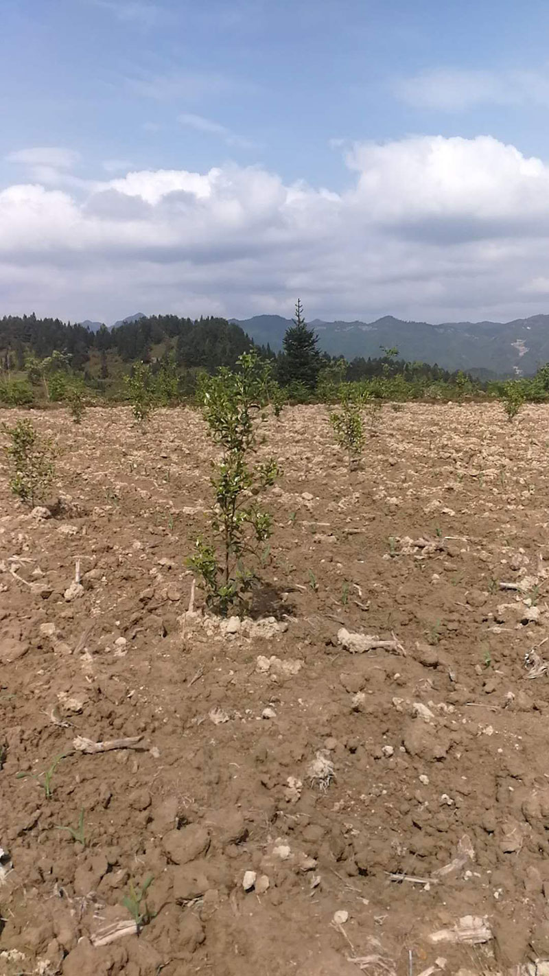 2019.4月公司基地正在培管中 湖北有機(jī)山茶油