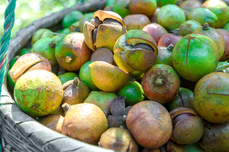 湖北有機山茶油 湖北有機山茶油