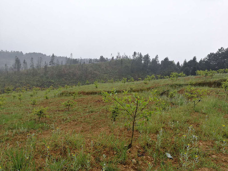 2019.4月公司基地正在培管中 湖北有機(jī)山茶油