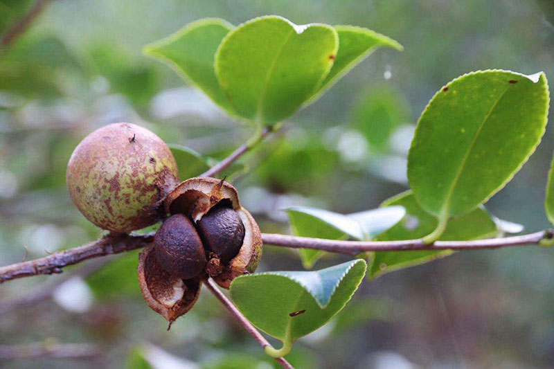 使用山茶油如何保存 湖北有機山茶油