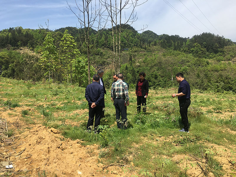 湖北有機(jī)山茶油 湖北有機(jī)山茶油
