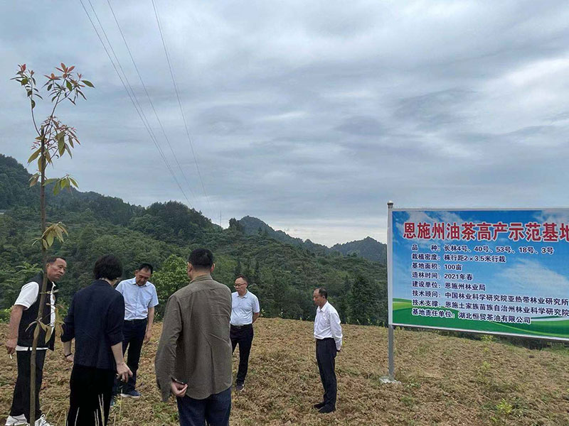 湖北山茶油廠家