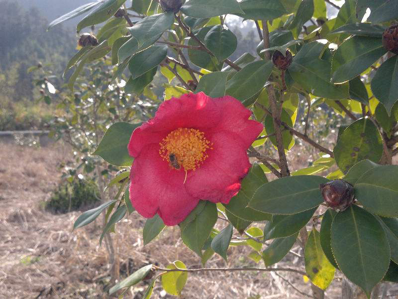 湖北山茶油廠家 湖北山茶油廠家