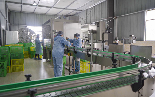 山茶油生產(chǎn)